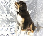 Small Photo #6 Australian Shepherd Puppy For Sale in HARTVILLE, MO, USA