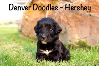 Bernedoodle Puppy for sale in AURORA, CO, USA