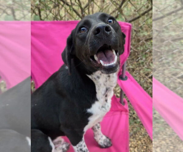 Medium Photo #3 Lab-Pointer Puppy For Sale in Anniston, AL, USA