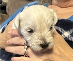 Puppy Puppy 2 Schnauzer (Miniature)