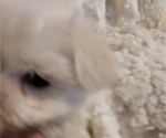 Puppy Puppy 3 Maltese