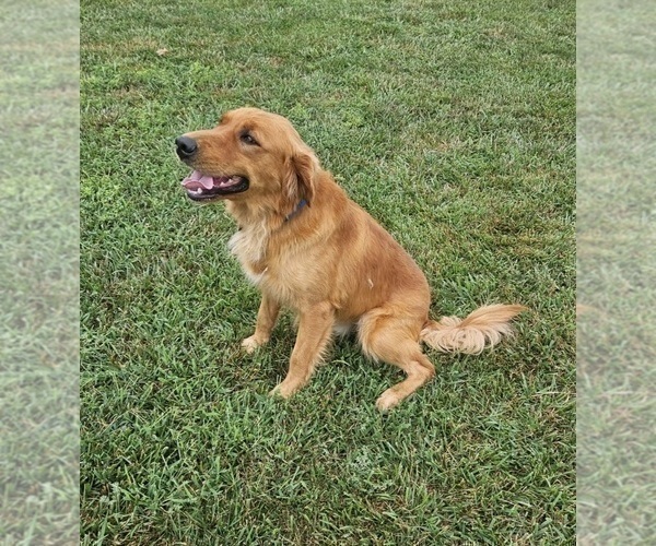 Medium Photo #1 Golden Retriever Puppy For Sale in MORRILL, KS, USA