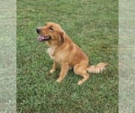 Small Photo #1 Golden Retriever Puppy For Sale in MORRILL, KS, USA
