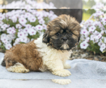 Puppy John Shih Tzu