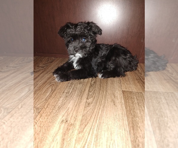 Medium Photo #4 YorkiePoo Puppy For Sale in LAPEER, MI, USA