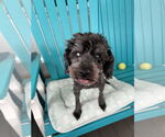 Small #2 Poodle (Miniature) Mix