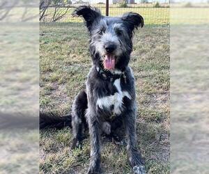 Mutt Dogs for adoption in Granbury, TX, USA