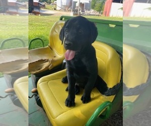 Labrador Retriever Puppy for sale in VALE, NC, USA