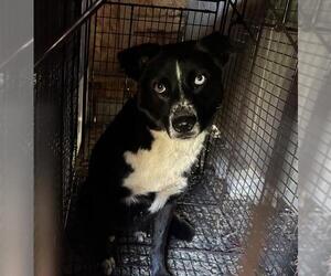Border Collie-Unknown Mix Dogs for adoption in Grand Prairie, TX, USA