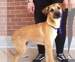 Small #3 Mutt