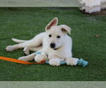Small #2 German Shepherd Dog