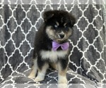 Small Photo #8 Pomsky Puppy For Sale in LAKELAND, FL, USA
