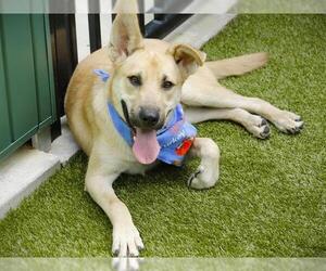 German Shepherd Dog-Unknown Mix Dogs for adoption in Tallahassee, FL, USA