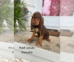 Puppy Red collar 1 Bloodhound