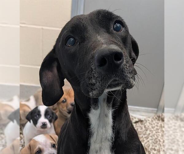 Medium Photo #1 American Staffordshire Terrier-Unknown Mix Puppy For Sale in San Antonio, TX, USA