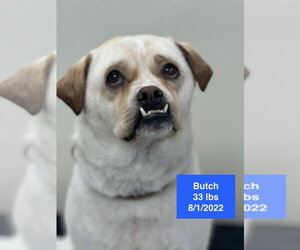 American Bulldog-Unknown Mix Dogs for adoption in West Hollywood, CA, USA