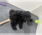 Puppy Black male Puli