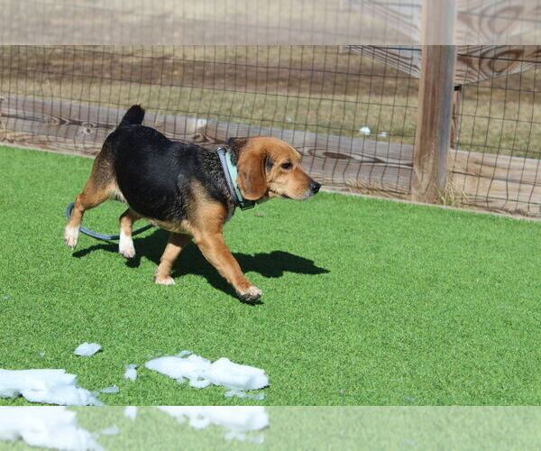 Medium Photo #2 Beagle Puppy For Sale in Chestertown, MD, USA