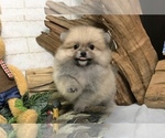 Small Photo #7 Pomeranian Puppy For Sale in SEATTLE, WA, USA