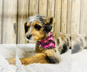 Aussiedoodle Miniature Puppy for sale in HAMILTON, MI, USA