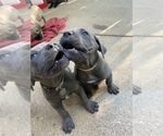 Small Photo #5 Cane Corso Puppy For Sale in PINE GROVE, CA, USA