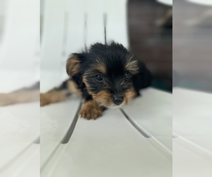 YorkiePoo Puppy for sale in BREMEN, IN, USA