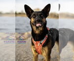 Small #5 German Shepherd Dog Mix