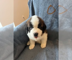 Saint Bernard Puppy for sale in WENDELL, NC, USA
