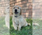 Small Photo #1 Golden Retriever Puppy For Sale in CHELSEA, OK, USA
