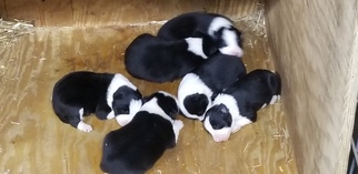 Border Collie Puppy for sale in AUBURN, IN, USA