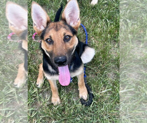 Medium Photo #4 Mutt Puppy For Sale in Evansville, IN, USA