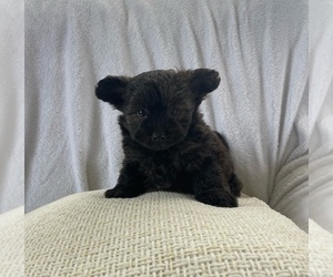 Pom-A-Poo Puppy for sale in SHIPSHEWANA, IN, USA