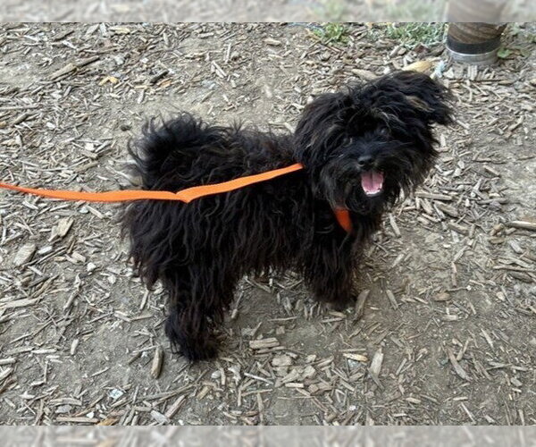 Medium Photo #1 Maltipoo (Miniature) Puppy For Sale in Pacifica, CA, USA