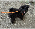 Countess Cobweb Chatterbox - Female Maltipoo (Miniature) Dog for Adoption - Small photo