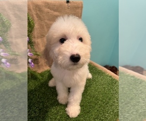 Sheepadoodle Puppy for sale in ROSEMEAD, CA, USA