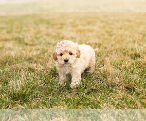 Cavapoo-Goldendoodle Mix Puppy for sale in TOPEKA, IN, USA