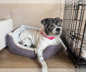 Spotty - Male Mutt Dog for Adoption - Photo #6
