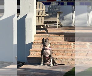 HEAVEN - Female Bulldog-Staffordshire Bull Terrier Mix Dog for Adoption - Photo #5