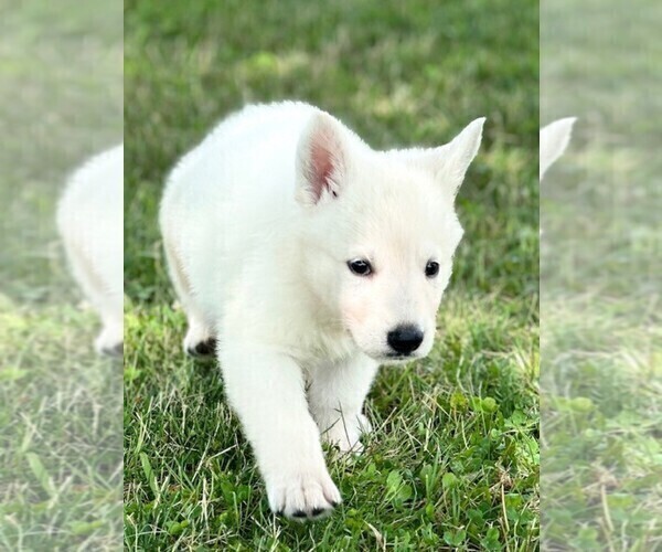 Medium Photo #2 German Shepherd Dog Puppy For Sale in CARDINGTON, OH, USA