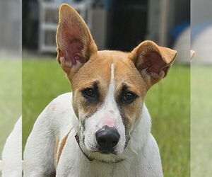 Labrador Retriever-Unknown Mix Dogs for adoption in Canton, CT, USA