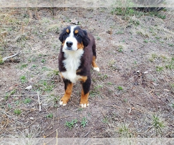 Medium Photo #5 Bernese Mountain Dog Puppy For Sale in BLACK FOREST, CO, USA