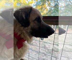 Bo - Coming Soon! - Male Anatolian Shepherd-Mastiff Mix Dog for Adoption - Photo #3