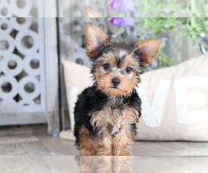 Yorkshire Terrier Puppy for sale in MOUNT VERNON, OH, USA