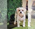Small #3 Cavachon