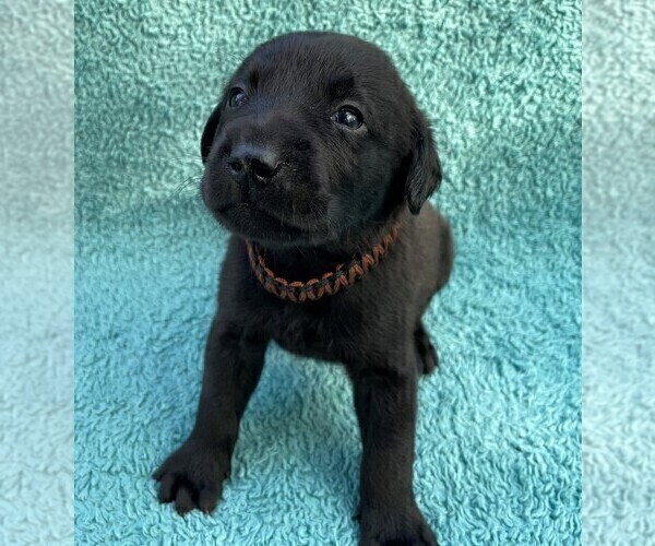 Medium Photo #5 Labrador Retriever Puppy For Sale in HOLLY SPRINGS, NC, USA
