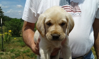 Labrador Retriever Puppy for sale in TERRE HAUTE, IN, USA
