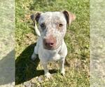 Small #1 American Pit Bull Terrier Mix