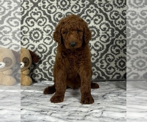 Goldendoodle Puppy for Sale in FRANKLIN, Indiana USA