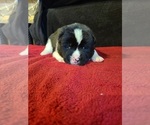 Small Photo #3 Akita Puppy For Sale in DENVER, CO, USA