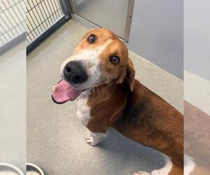 Treeing Walker Coonhound-Unknown Mix Dogs for adoption in Fayetteville, NC, USA